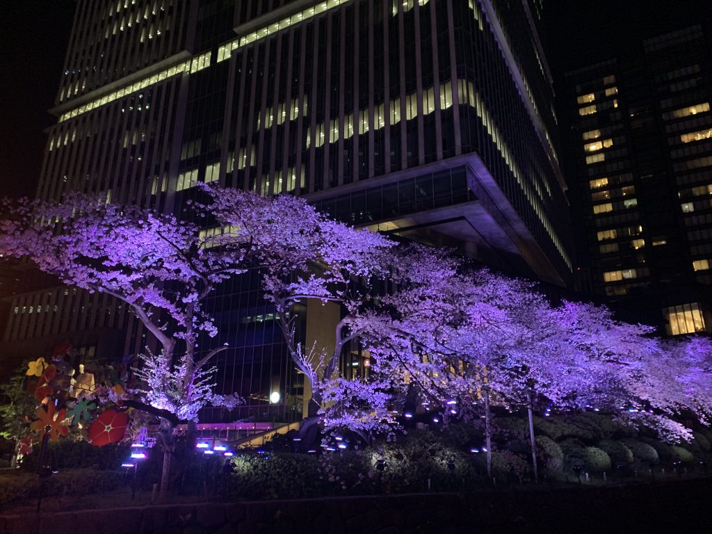 The Prince Gallery Tokyo Kioicho周邊-酒店樓下衣間的櫻花
