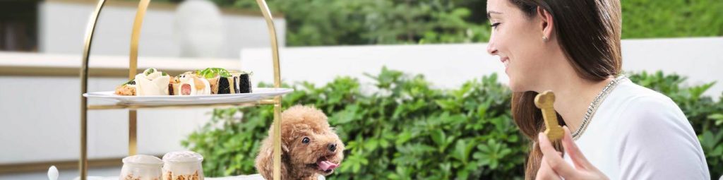 dogcation murray 2025