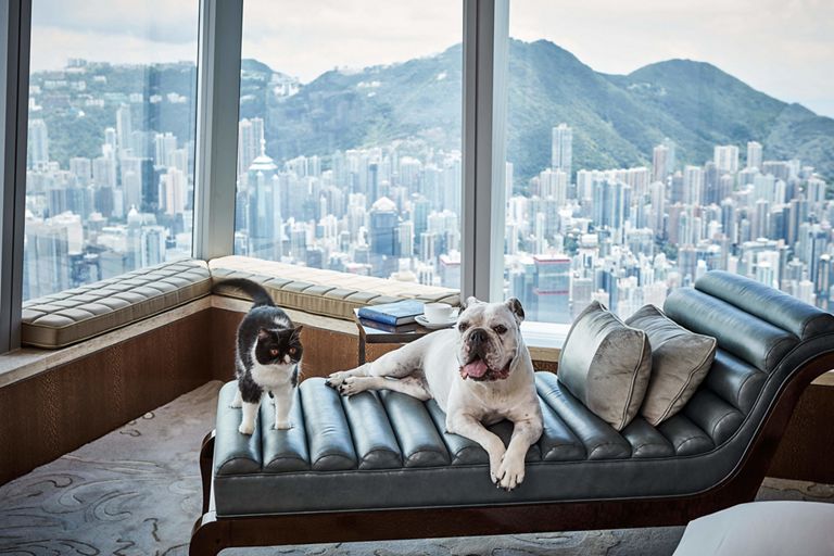 dogcation ritz 2025